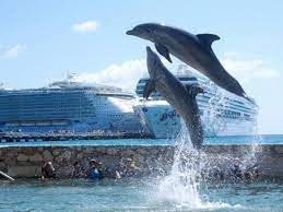 Dolphin Discovery Costa Maya image