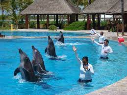 Dolphinaris at Barceló image