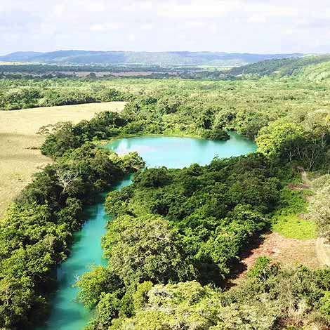 Cocodrilo Dorado image